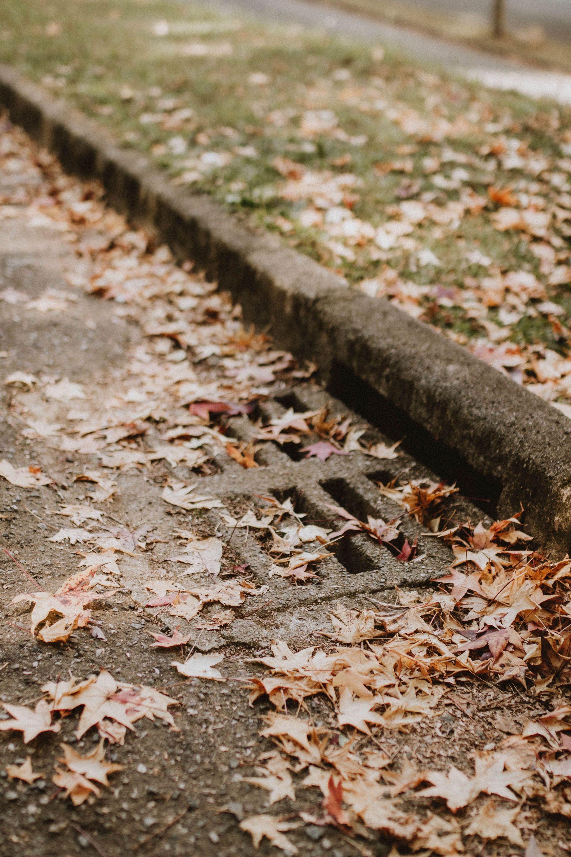 Fallen autumn leaves gather around a storm drain on a quiet street.